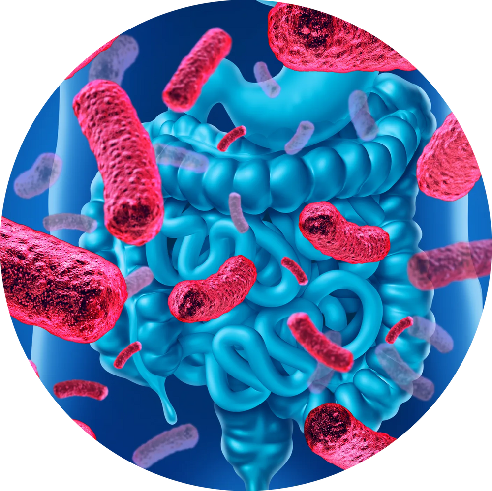 A More Complete Gut Support Process