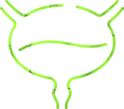 Your Prostate Is More Than Plumbing