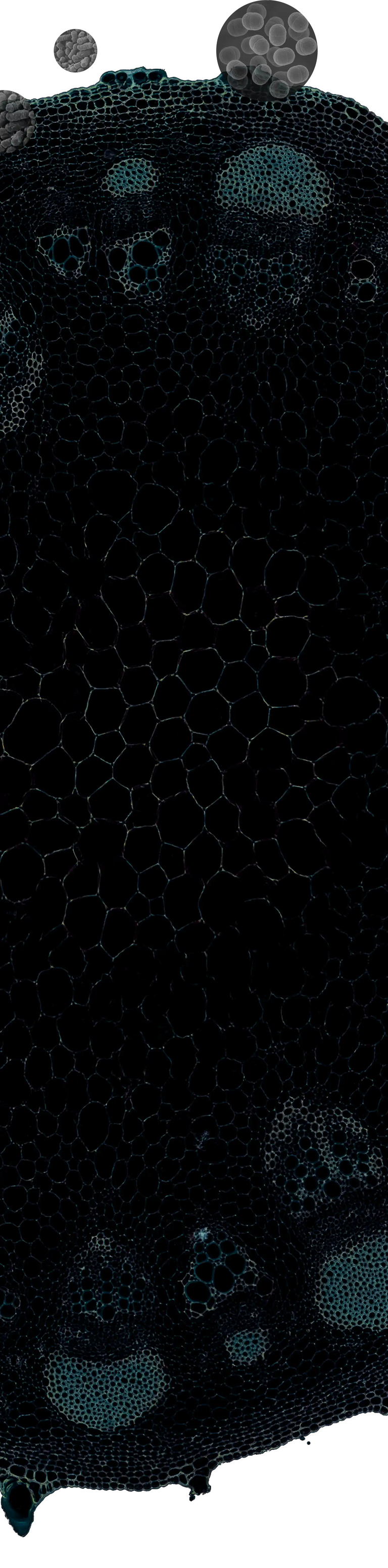 Microbiome Science is Changing Our Understanding of Prostate Enlargement