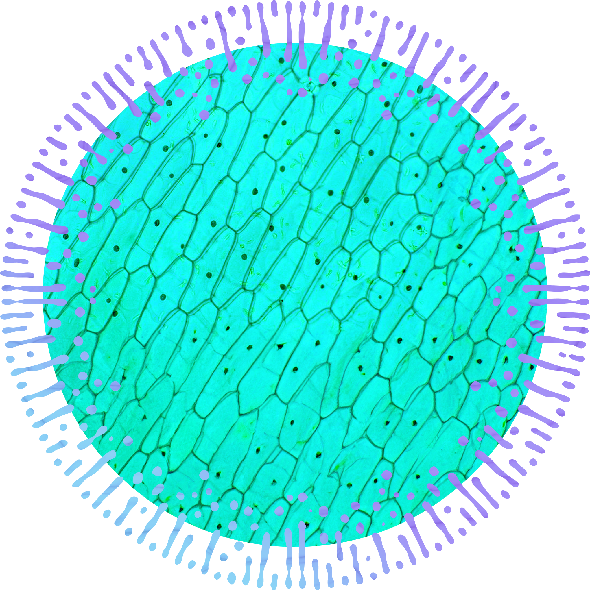 Advanced Formulation
