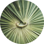 Herbal “Remedies” — Surface-Level Relief