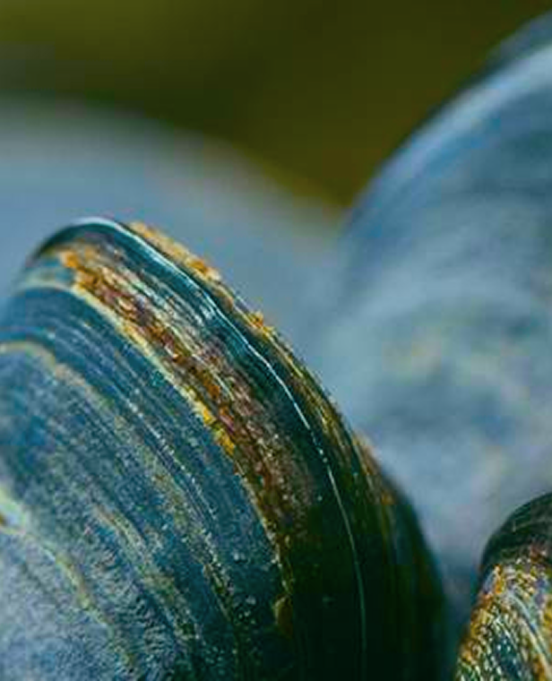Green-Lipped Mussel Extract
