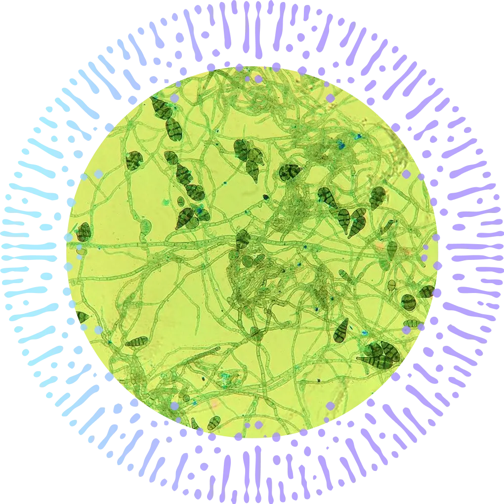 Immune Function